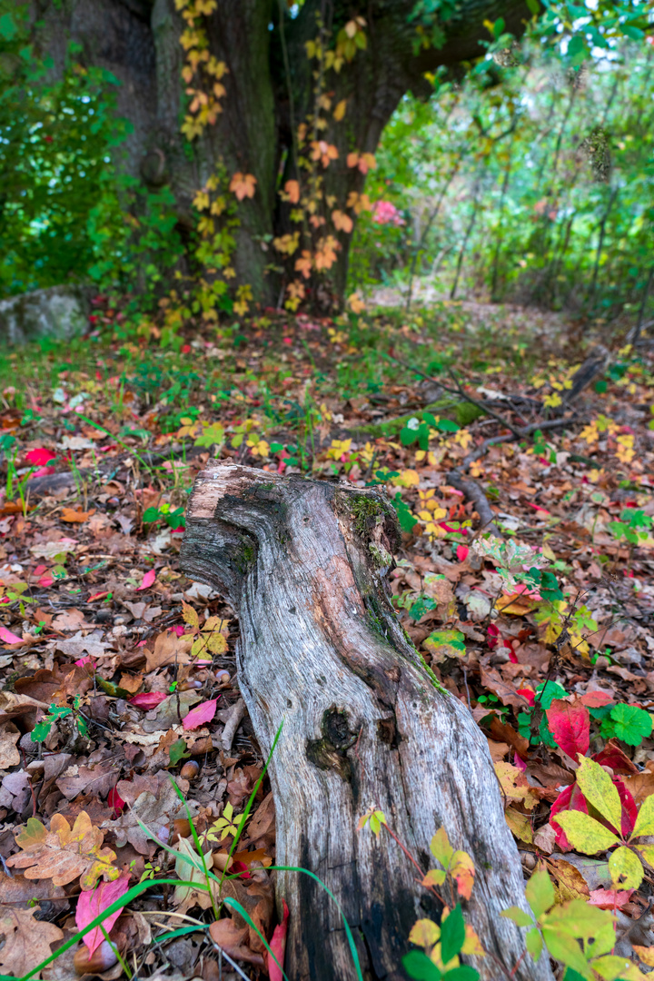 _RKF9901-Stamm im Herbstlaub