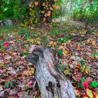 _RKF9901-Stamm im Herbstlaub