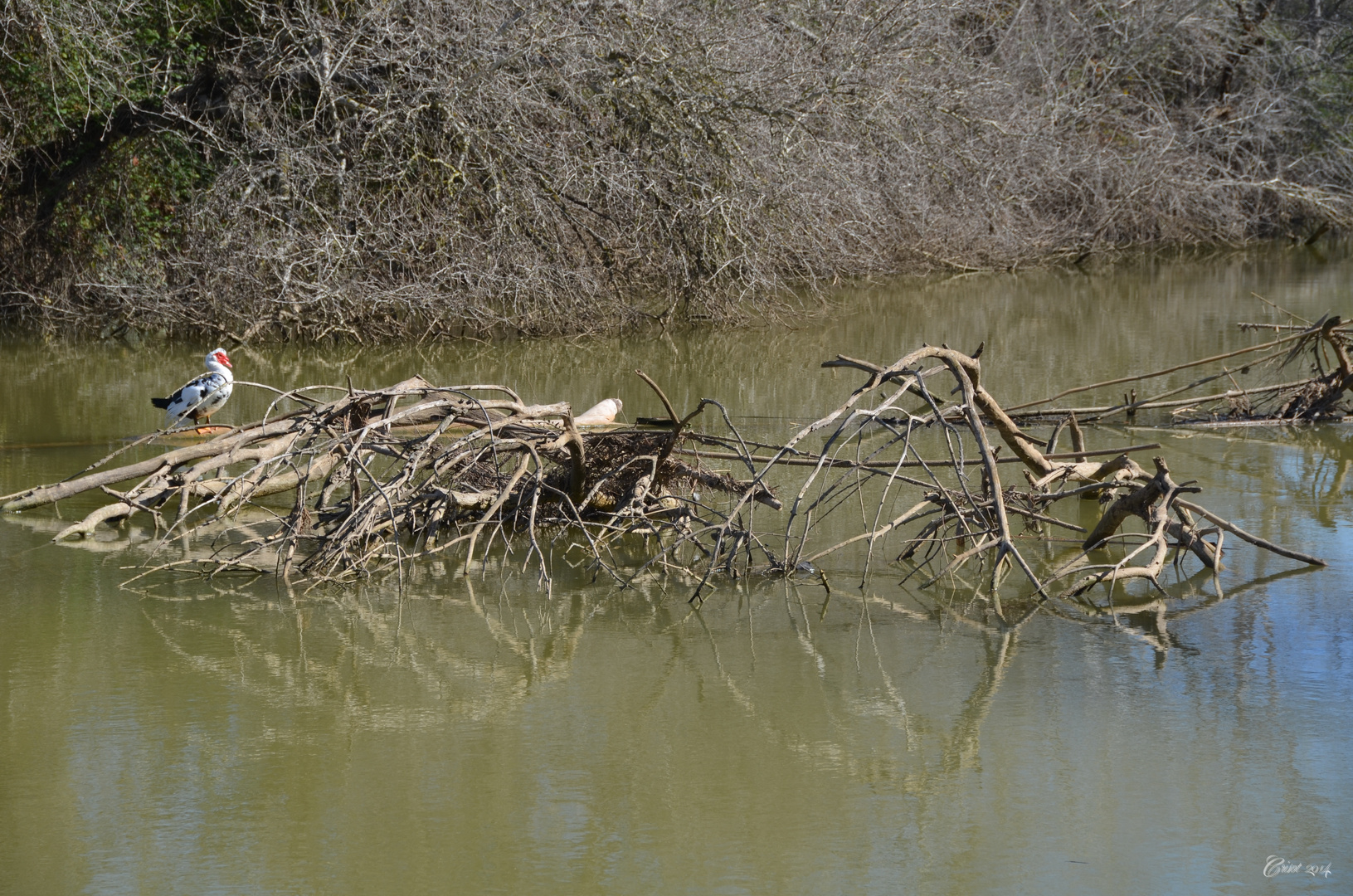 RÍO ABAJO