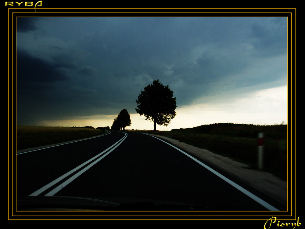 road and tree