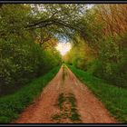 Road in forest