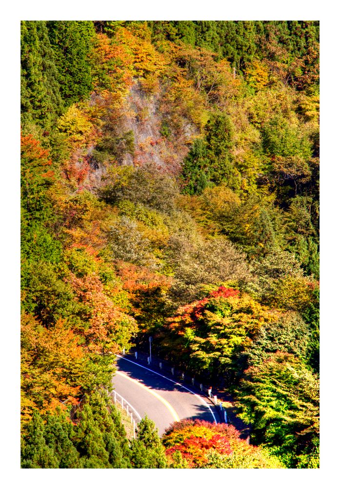 Road in the woods