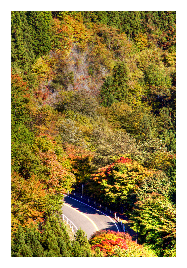 Road in the woods