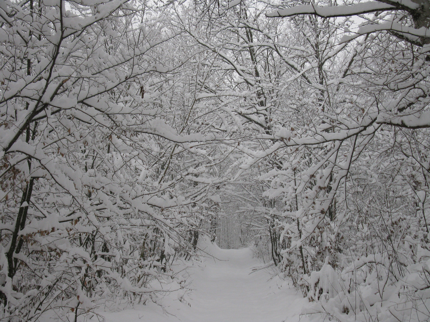 road in winter forest