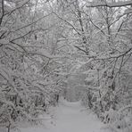 road in winter forest