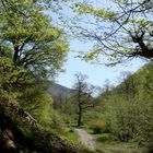 Road into Green Paradise !