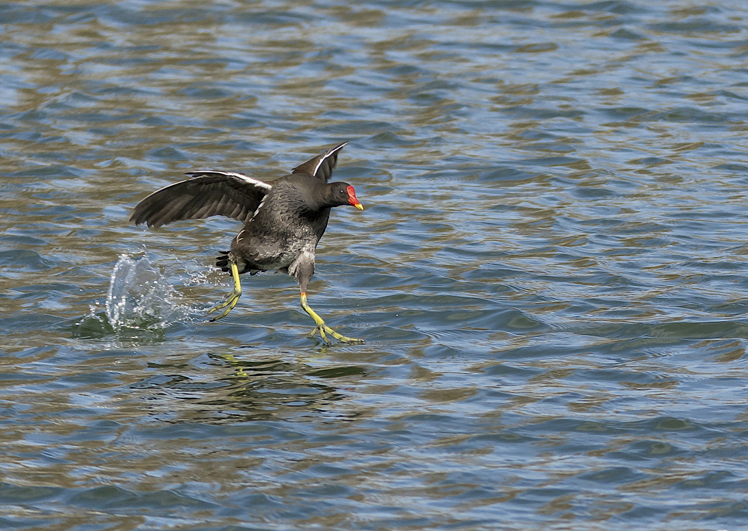   Road Runner!