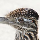 Road Runner at the golf course