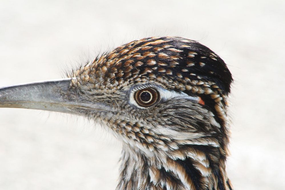 Road Runner at the golf course