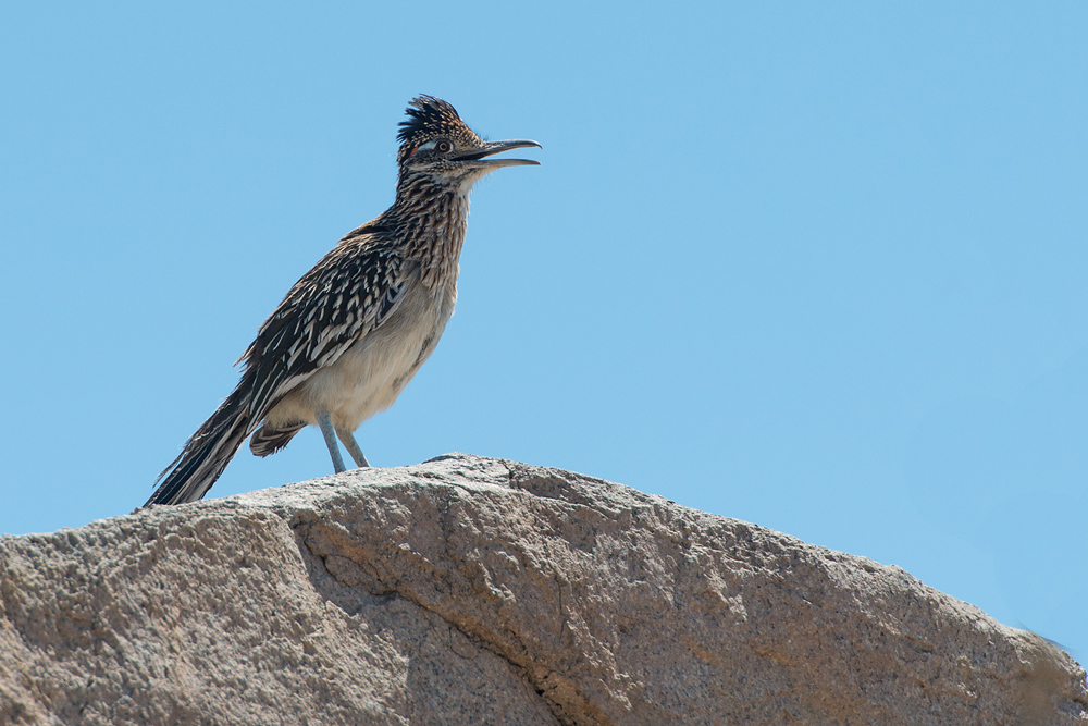 Road Runner