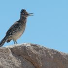 Road Runner