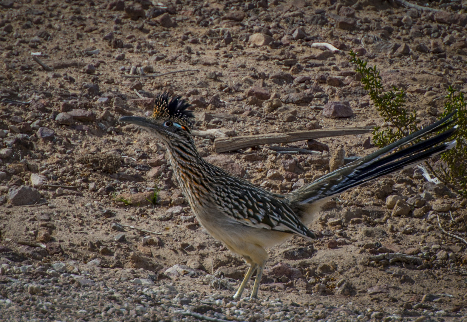 Road Runner