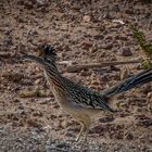 Road Runner