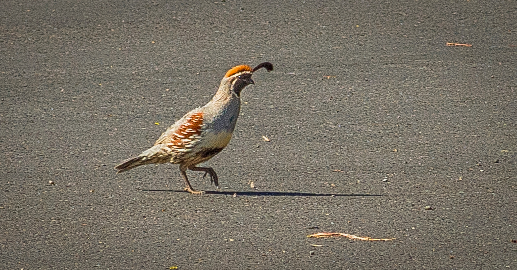 Road-Runner? Nein, Vogel mit ADHS