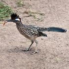 Road Runner oder auch Wegekuckuck