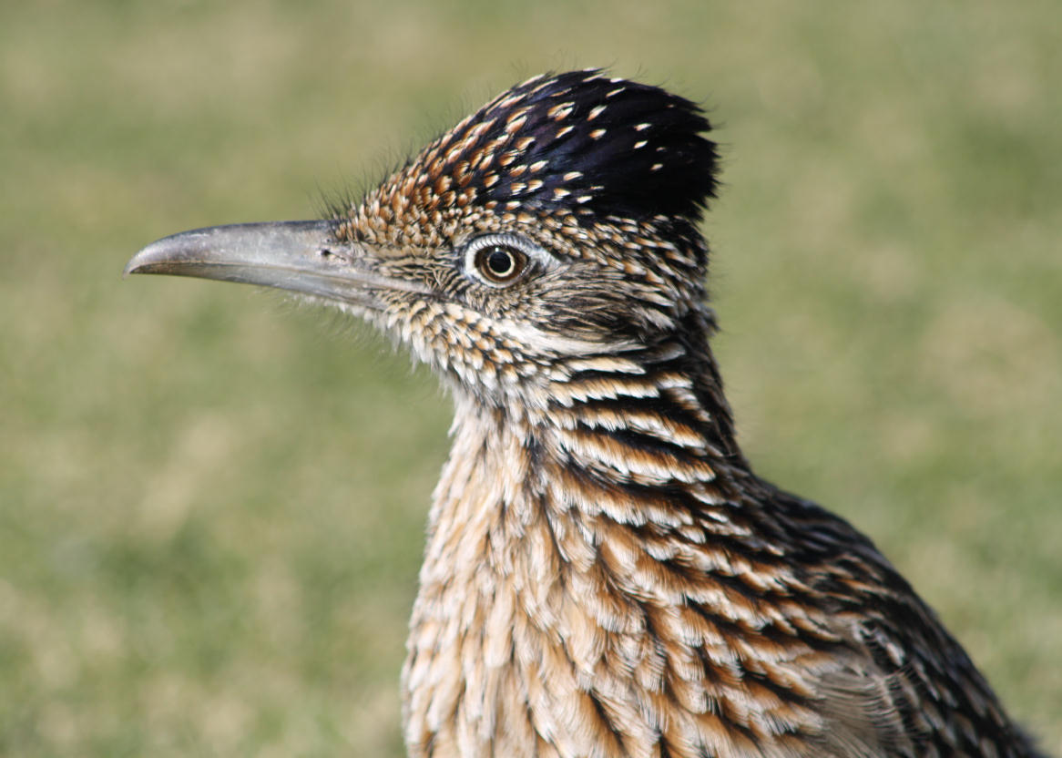 road runner on golf course