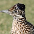 road runner on golf course