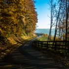 Road through autumn