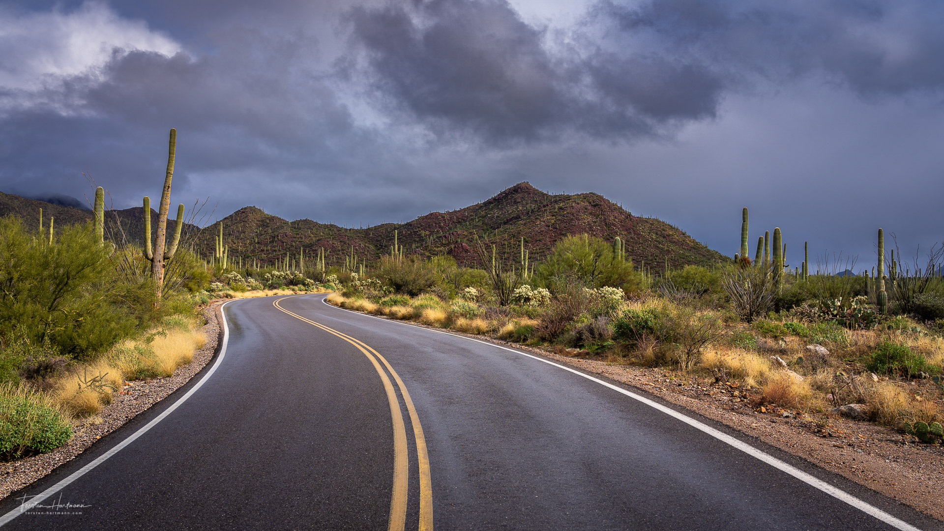 Road through Saguaro National Park (USA)