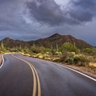 Road through Saguaro National Park (USA)