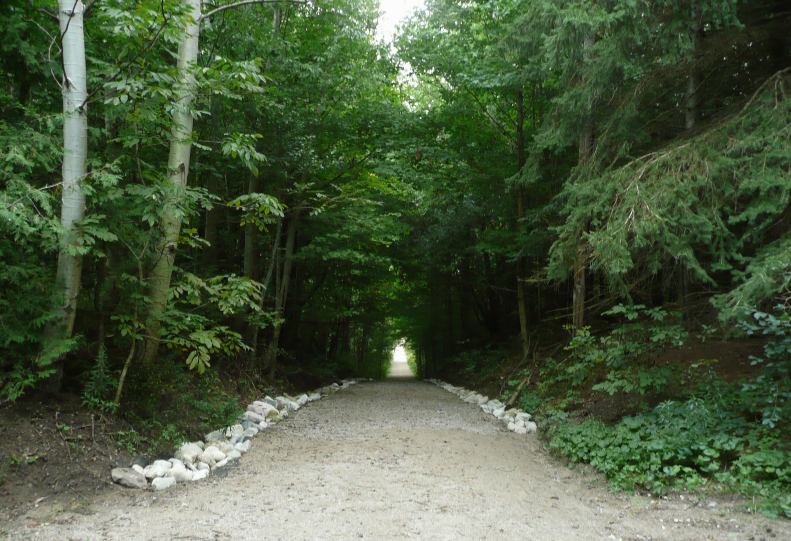 road through the forest