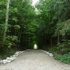 road through the forest