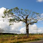 Road to Belclare. As nice as it seems. As lonely as it is. As lovely as you are I'm going it with.