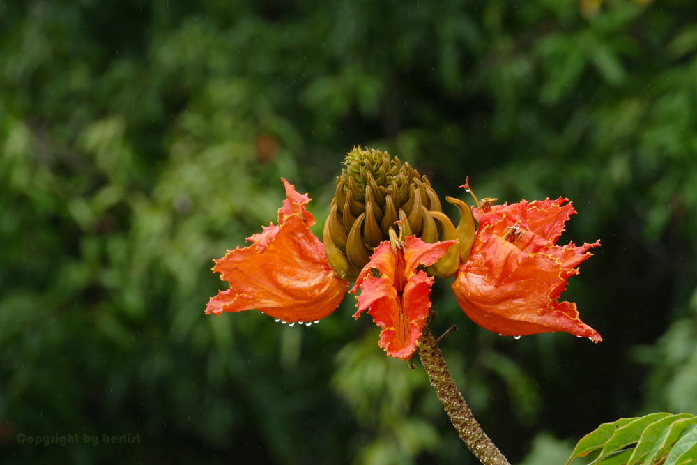 Road to Hana