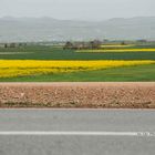 Road To The Fields