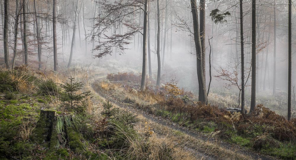 Road to the Märchenwald...