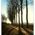 Road with long shadows