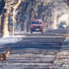 road_crossing_cm