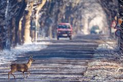 road_crossing_cm