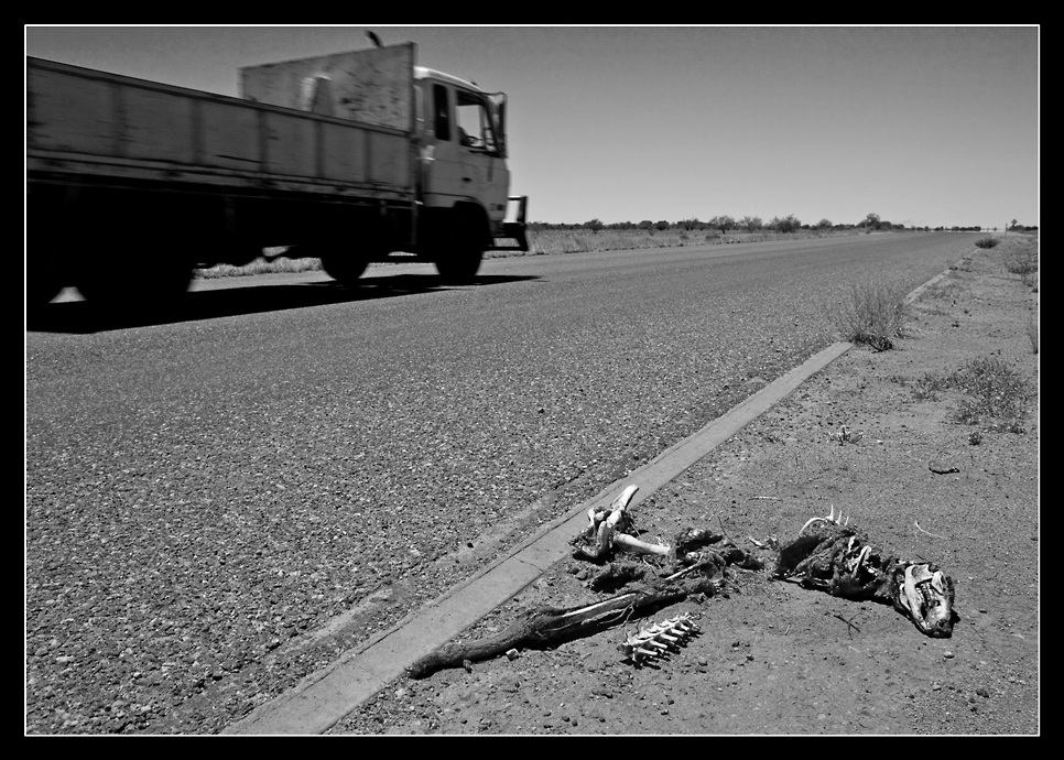 ~Roadkill~