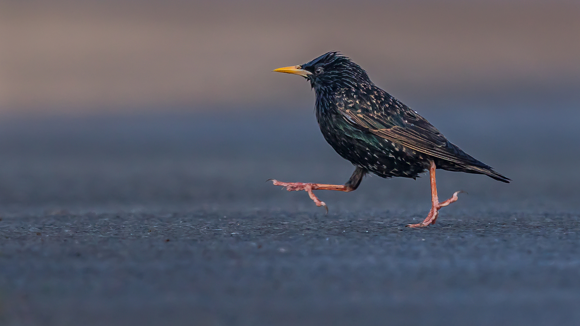 Roadrunner