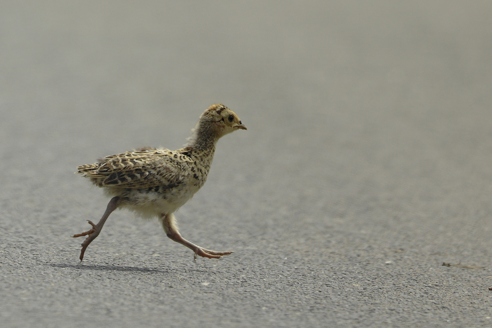 Roadrunner