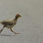 Roadrunner