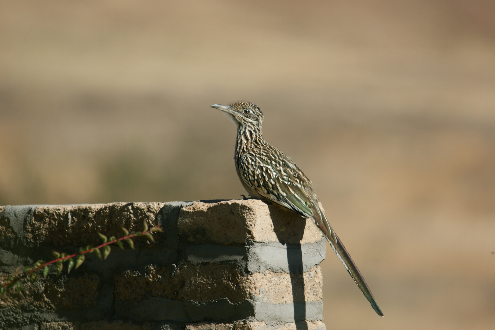 Roadrunner