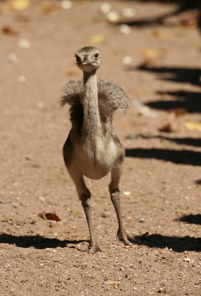 Roadrunner