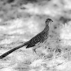 Roadrunner