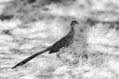 Roadrunner