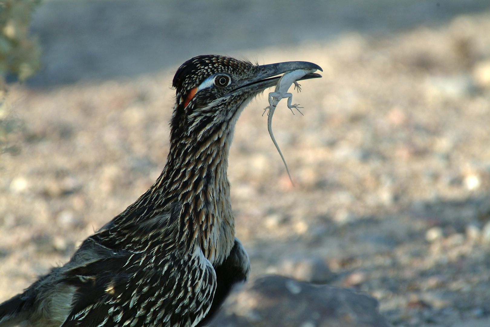 Roadrunner