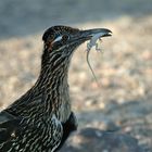 Roadrunner