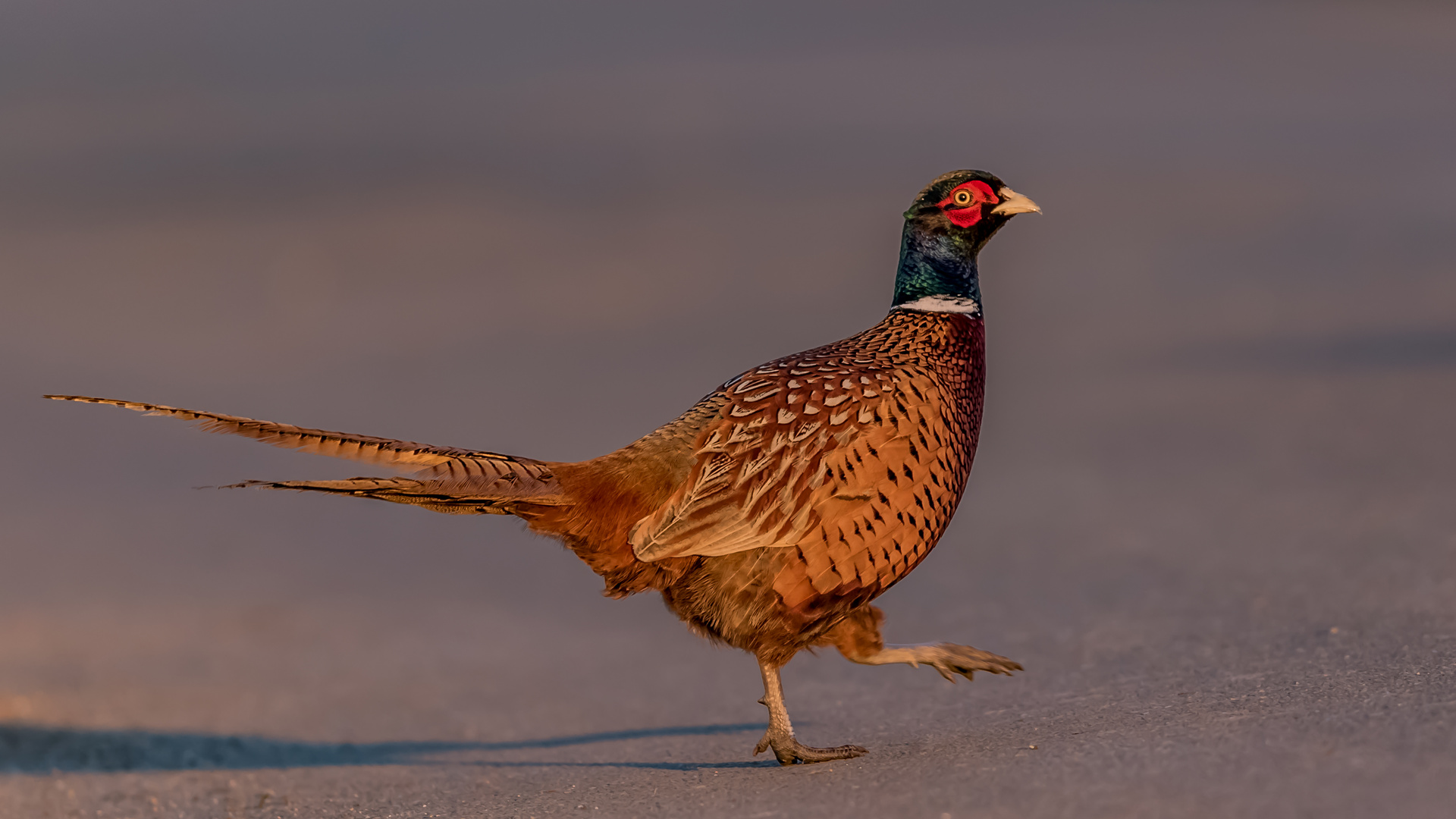 Roadrunner