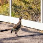 Roadrunner