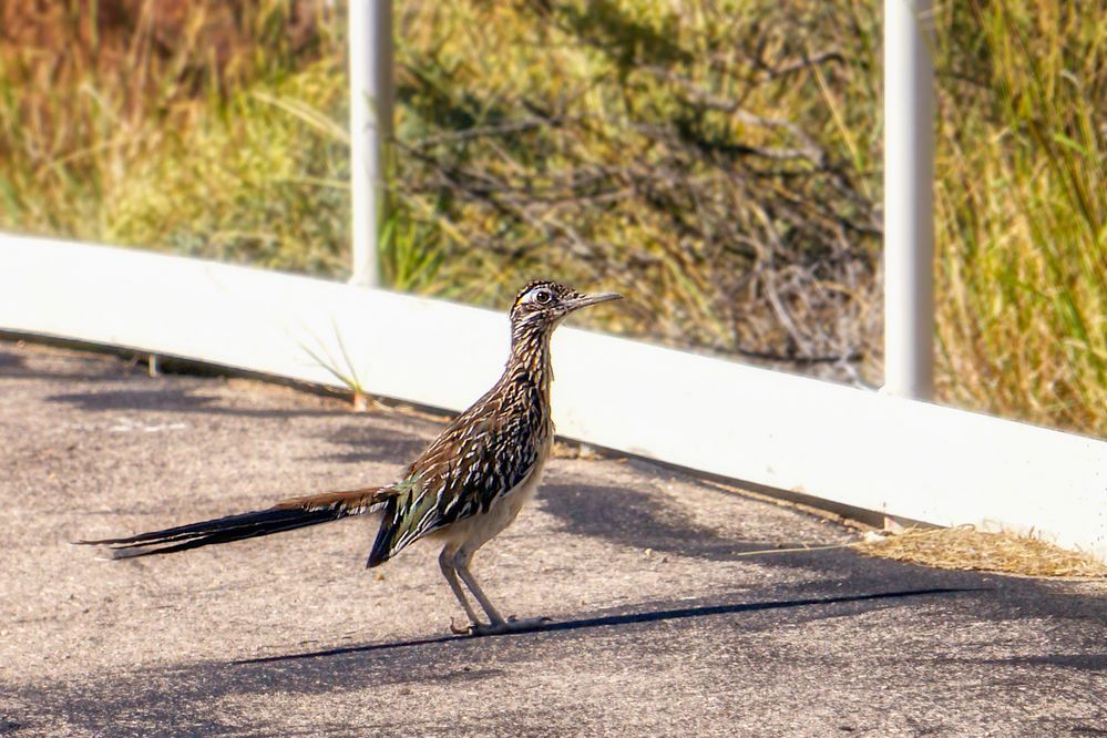 Roadrunner