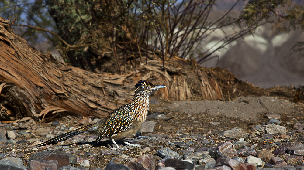 Roadrunner