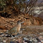 Roadrunner