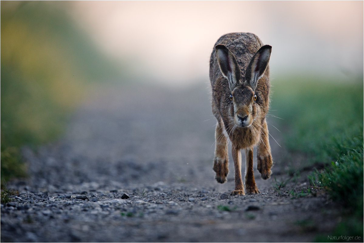 Roadrunner