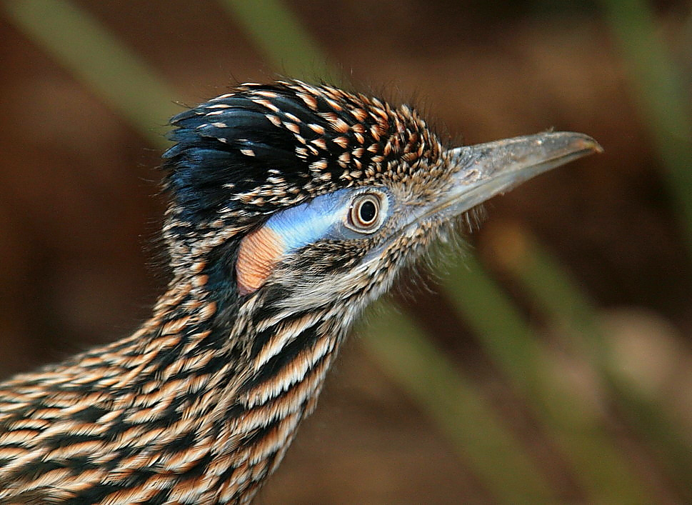 roadrunner